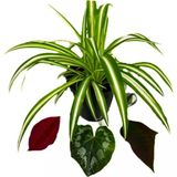 Saksılı Kurdele Çiçeği Chlorophytum Comosum