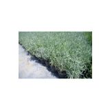 Saksılı Lavanta Fidanı 2 Adet 30-40 Cm (Lavandula Intermedia), FideBitki102