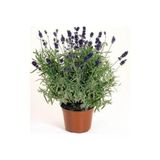 Saksılı Lavanta Fidesi Angustifolia 10-20 Cm
