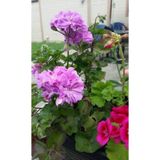 Saksılı Lila Sardunya Çiçeği 10-20 Cm Potted Lilac Geranium Flower