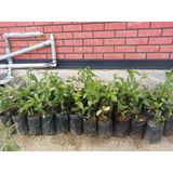 Saksılı Melisa Çiçeği Fidanı Yoğun Kokulu 10-20 Cm