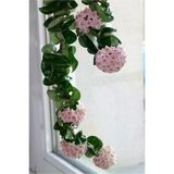 Saksılı Mum Çiçeği Fidanı Hoya Carnosa Tri Colour 3 Renkli