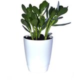 Saksılı Para Ağacı Çiçeği Crassula Ovata Fidanı Dolgun 25-30cm