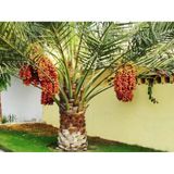 Saksılı Phoenix Canariensis Hurma Palmiyesi Ağacı 5 Yaş