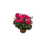 Saksılı Sakız Sardunya Fidanı Kırmızı 10-20 cm