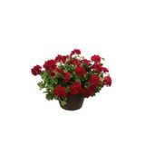 Saksılı Sakız Sardunya Kırmızı 10-20 Cm
