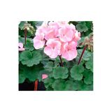 Saksılı Sardunya Çiçeği Fidanı Pembe 10-20 Cm