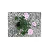 Saksılı Sardunya Fidanı Canlı Çiçek Karışık Renk 10-20 Cm