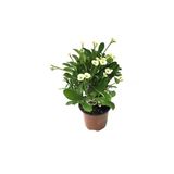 Saksılı Sarı Dikenler Tacı Japon Iğnesi Euphorbia Milii 10-20 Cm