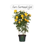 Saksılı Sarı Renk Sarmaşık Gül Fidanı Bahçe Gülü 50-70Cm(Yellow Rose)