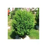 Saksılı Şimşir Fidanı Yaş 2 - Boy 50-70 Cm Boy, ASES-BRKD-8694462