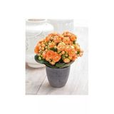 Saksılı Turuncu Kalanşo Çiçeği ( 10 Lik Saksıda) 10-20 Cm