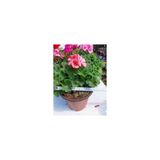 Saksılı Turuncu Sakız Sardunya Çiçeği 10-20 Cm