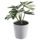 Saksılı yapay bitki, yeşil, 6 cm, monstera