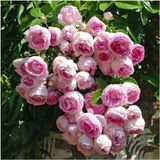 Saksılı Yediveren Pembe Beyaz Sarmaşık Ponpon Gül Fidanı 5 Adet 15-25 cm