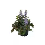 Saksılı Yüksük Otu, 10-20 Cm Boyunda Bahçe Bitkisi