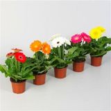 Saksılık Karışık Gerbera Çiçeği Tohumu Ekim Seti 5 Tohum Çiçek Tohumu Saksı Toprak Kombin