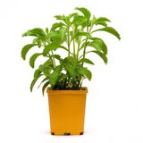 Saksılık Stevia Tohumu Ekim Seti 5 Tohum Şekerotu Tohumu Saksı Toprak Kombin