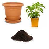 Saksılık Stevia Tohumu Ekim Seti