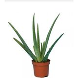 Saksımarket Canlı Aloevera Bitkisi 15 Cm