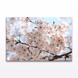 Sakura Çiçeği Kanvas Tablo