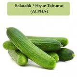 Salatalık Tohumu Beith Alpha 1 Paket Hıyar Tohumu Kapalı Paket Yüksek Verimli Tohum Salatalık