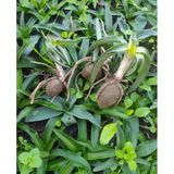 Salep Fidesi 10 Adet