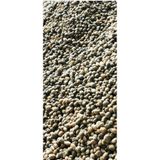 Salep Fidesi, Tohumu, Yıkanmamış, Dikime Hazır YUMRU (10 ADET) 1254212312302