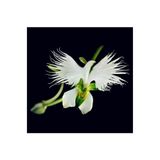 salesalbutik Look Nadir Japon Radiata Orkide Tohumu 5 Adet Tohum Çiçek Tohumu TH-8777963100094