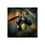 salesalbutik Sepetim 3 Yaş Gemlik Trilye Sofralık Zeytin Fidanı