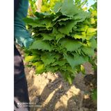 Salihli Organik Salamura Asma Yaprağı 5lt pette2500gr,3500gr salamura yaprak vardır - 1 Adet