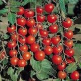 SALKIM CHERRY DOMATES(toprak ve saksı seti)
