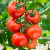Salkım F1 Sırık Kahvaltılık Domates Tohumu (10 Tohum)