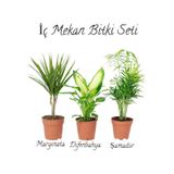 Salon Bitki Seti Dracaena Marginata 40-50cm -difenbahya 30-40cm -şamador 15-30cm
