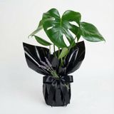 Salon Bitkileri Deve Tabanı Monstera