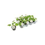 Salon Bitkileri Pilea Peperomioides Çin Para Bitkisi Iç Mekan Bitkileri