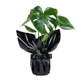 Salon Bitkileri Siyah Buketli Saksıda Zeytin Ağacı Bonsai