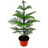Salon Çamı Arokarya Araucaria 50 60 cm Ev Bitkisi Ofis Bitkisi Salon Bitkisi Çam Ağacı Iç Mekan Çam
