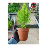 Salon Çamı Limoni Servi Çam Fidanı 10-20 Cm