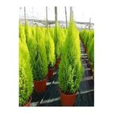 Salon Çamı Limoni Servi Çam Fidanı (14 Lük Saksıda- Boyu 30-40 Cm)