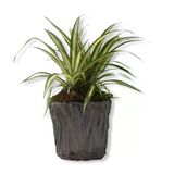 Salon Çiçeği Kurdele Çiçeği Fidanı 10-20 cm