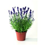 Salon İçin Lavanta Çiçeği Fidanı 10-20 Cm