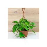 Salon Sarmaşığı, Pothos Çiçeği, Patos Çiçeği, Canlı Bitki 10-20 Cm