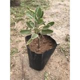 Salvia Officinalis Adaçayı Fidanı Fidesi Tüplü 1 Adet 15-25 Cm
