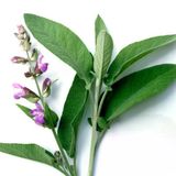 Salvia Officinalis Adaçayı Fidesi 10-20 Cm