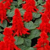 Salvia Red Ateş Çiçeği Tohumu