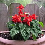 Salvia Red* Tohum+saksı+toprak