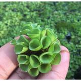 Salvinia Cuculatta 2 Kök Su Üstü Bitkisi 2 Adet