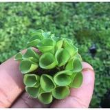 Salvinia Cuculatta 2 Kök Su Üstü Bitkisi Akvaryum ve Havuz Bitkisi