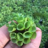 Salvinia Cuculatta 2 Kök Su Üstü Bitkisi Akvaryum ve Havuz Bitkisi